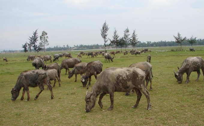 Tỷ lệ tiêm phòng vacxin cho đàn vật nuôi sẽ ảnh hưởng lớn đến phát triển chăn nuôi trên địa bàn tỉnh Quảng Bình. Ảnh: T. Phùng.