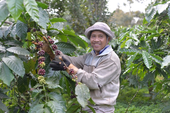 This year, industrial crops throughout the Southeast, South Central Coast and Central Highlands maintained stability in area and output. Photo: Le Khanh.