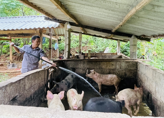 Chăn nuôi lợn ở Cao Bằng chủ yếu quy mô hộ gia đình nên việc phòng dịch còn nhiều hạn chế. Ảnh: Ngọc Tú.