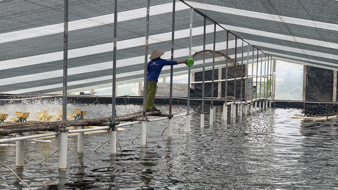 Thanks to high-tech farming in a greenhouse, Mr. Luynh can actively raise shrimp in the winter. Photo: Huy Binh.