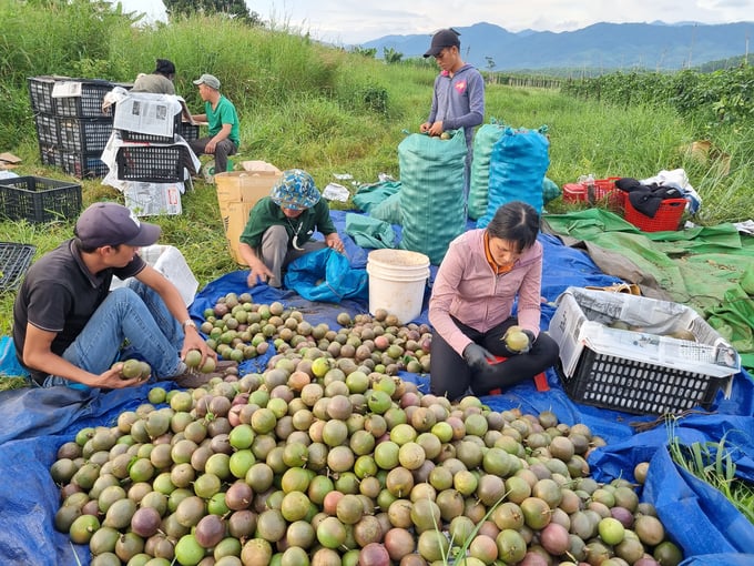 Currently, fruits are purchased by traders at a price of about 5,000 VND/kg. Photo: Tuan Anh.