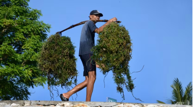 A seaweed farmer carries a load from a harvest at Nusa Beach on Indonesia's resort island of Bali on Mar 18, 2021. Photo: AFP/Sonny Tumbelaka.
