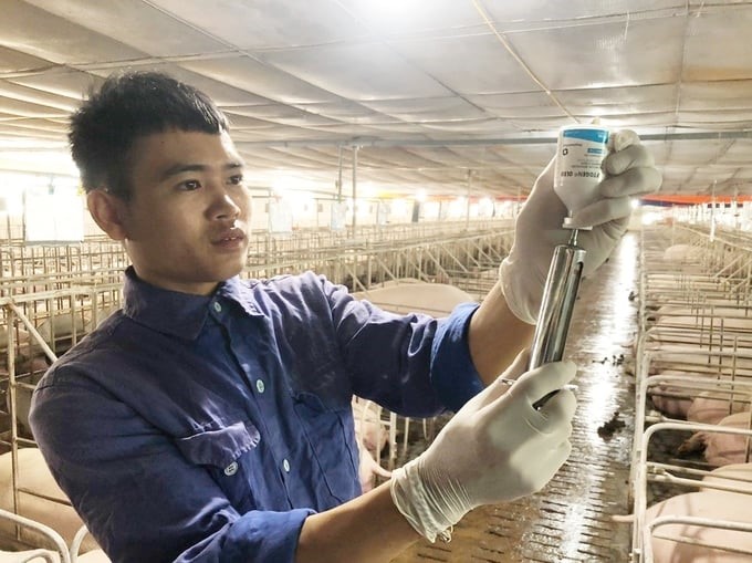 Strengthening vaccination is one of the most effective solutions to prevent and control diseases in cattle and poultry. Photo: Phuong Thao.