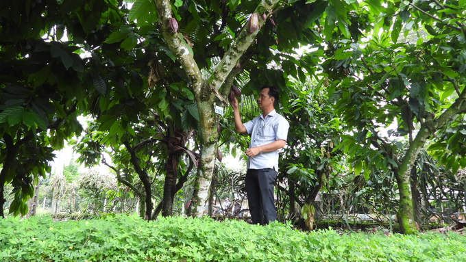 Cocoa trees in Dong Nai. Photo: Tran Trung.