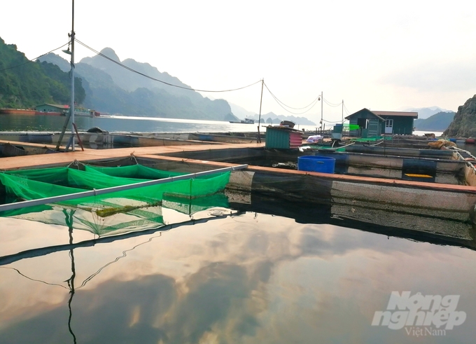 In order for aquaculture activities in the lake bed area in Hoa Binh province to develop, the main aquaculture species must be identified. Photo: Trung Quan.