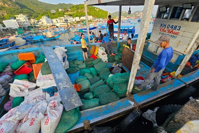 Hoạt động cung cấp thức ăn cho tôm hùm diễn ra sôi động tại đảo Bình Ba, xã Cam Bình, TP Cam Ranh, tỉnh Khánh Hòa. Ảnh: KS.