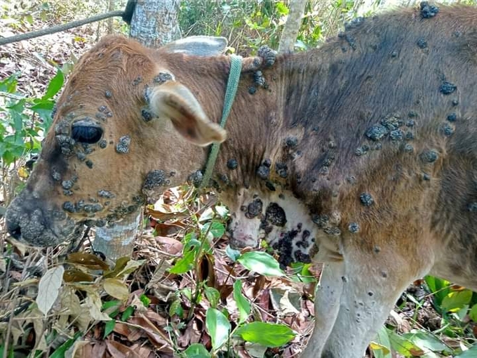 Bò nuôi thả rông theo kiểu bán hoang dã ở huyện miền núi Vĩnh Thạnh (Bình Định) bị bệnh viêm da nổi cục, bệnh này đã được khống chế. Ảnh: Phương Chi.