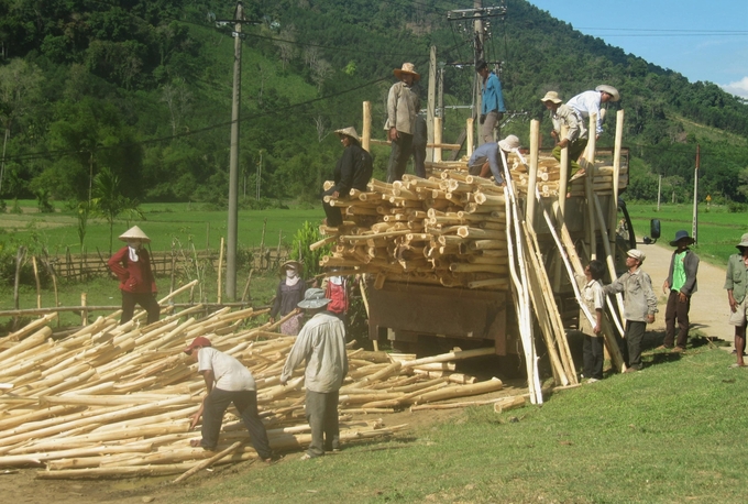 Người trồng rừng ở Bình Định thu hoạch gỗ keo. Ảnh: V.Đ.T.