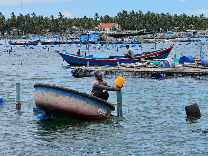 Fresh feed utilized by lobster farmers can cause environmental pollution. Photo: Kim So.