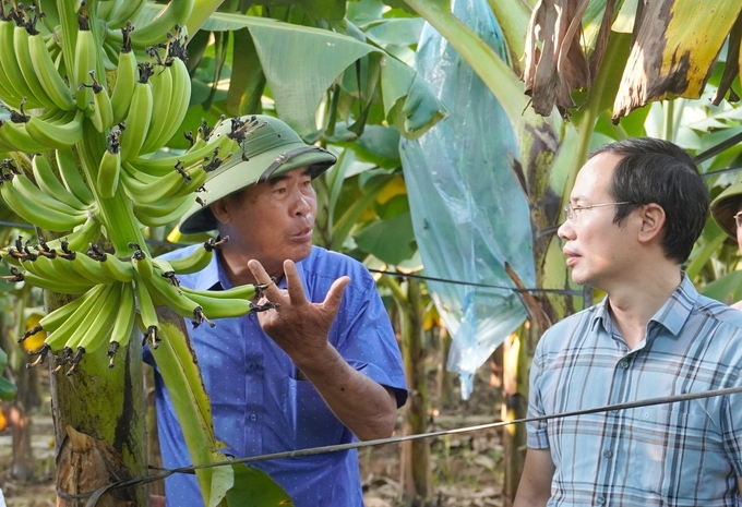 Mô hình trồng chuối già Nam Mỹ tại xã Hà Thanh (huyện Tứ Kỳ, Hải Dương) với diện tích 4ha. Ảnh: Hồng Thắm.