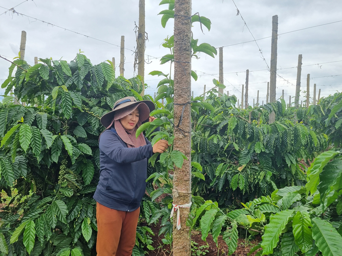Gia đình chị Oanh (thôn 1, xã Nam Yang, huyện Đăk Đoa) tận dụng trụ tiêu để trồng chanh leo xen với cà phê. Ảnh: Tuấn Anh.