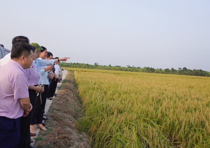 Mô hình sản xuất lúa nếp cái hoa vàng trong vùng chuyển đổi hữu cơ tại xã Quang Trung (huyện Tứ Kỳ, Hải Dương). Ảnh: Hồng Thắm.