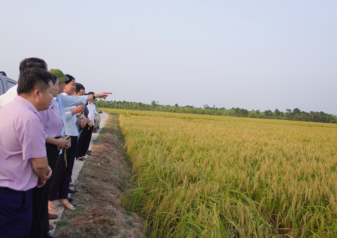 Mô hình sản xuất lúa nếp cái hoa vàng trong vùng chuyển đổi hữu cơ tại xã Quang Trung (huyện Tứ Kỳ, Hải Dương). Ảnh: Hồng Thắm.