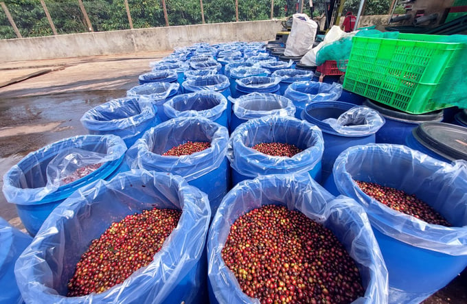 Krong Nang district holds considerable and favorable potential for the development of high-quality and specialty coffee. Photo: Quang Yen.