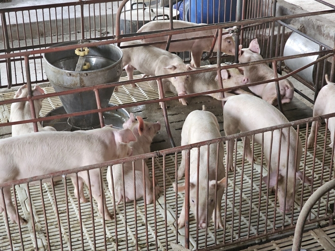 Mô hình chăn nuôi an toàn sinh học ở huyện Yên Lạc vượt qua dịch bệnh, không ô nhiễm môi trường. Ảnh: Hoàng Anh.
