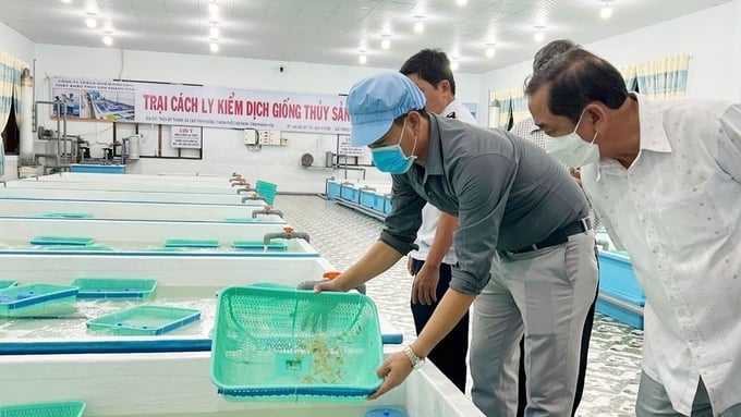 Inspection of the lobster breeding stock.