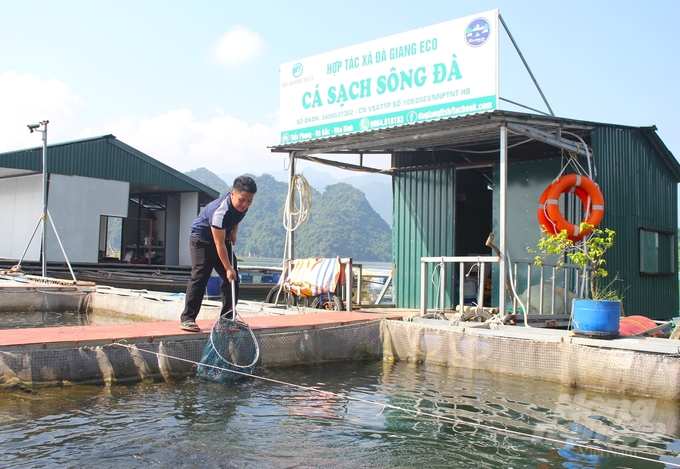 Theo anh Xa Ngọc Hưng, Giám đốc HTX Đà Giang Eco, để hoạt động nuôi, trồng thủy sản lòng hồ phát triển, các hộ phải giải quyết được cùng lúc nhiều 'bài toán'. Ảnh: Trung Quân.