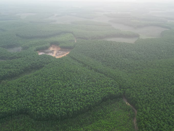 Payment for PFES contributes to maintaining forest cover in Thua Thien - Hue province.