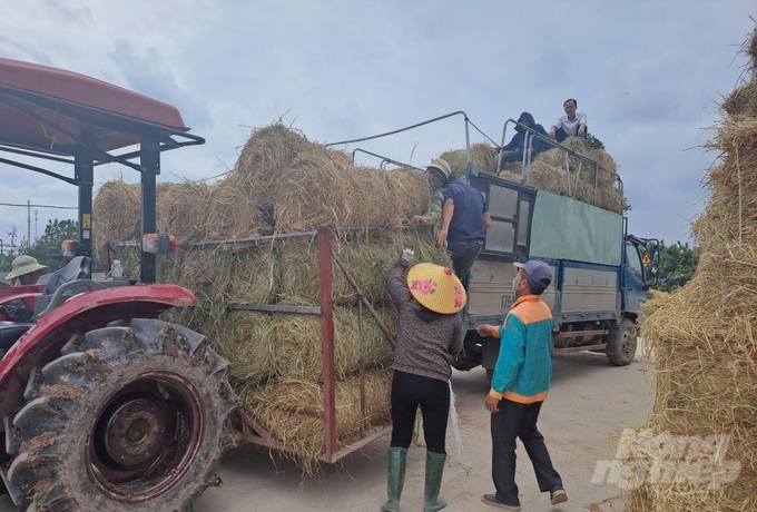 Mỗi cuộn rơm hiện có giá trên dưới 20 ngàn đồng, có nơi lên tới 30 ngàn đồng. Đây là khoản thu không nhỏ nếu tận dụng hết phụ phẩm của ngành nông nghiệp. Ảnh: Kiên Trung.