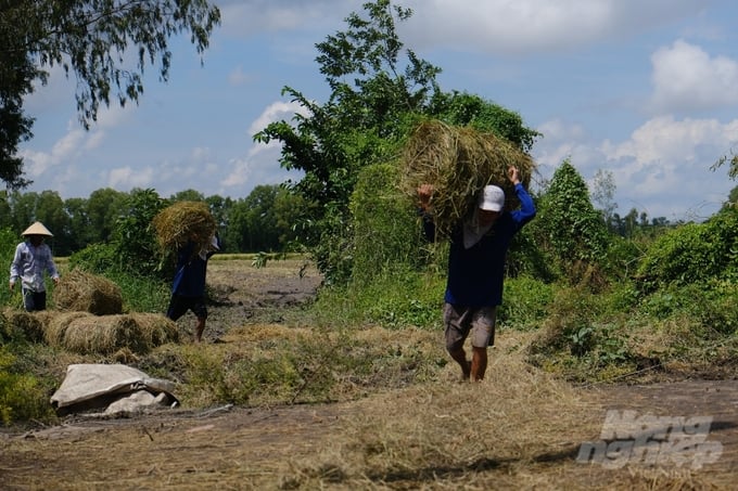 Người nông dân có thêm thu nhập từ tận thu rơm rạ sau thu hoạch lúa.