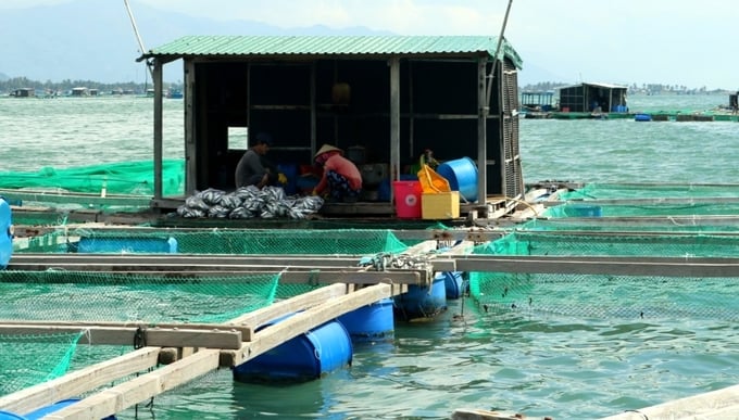 Lobster farming using fresh feed carries hidden risks of disease. Photo: Kim So.