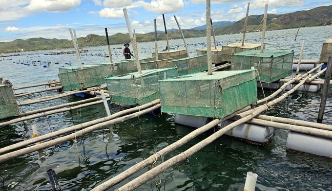 The outdated lobster farming rafts used by local residents are susceptible to damage during strong winds and waves. Photo: Kim So.