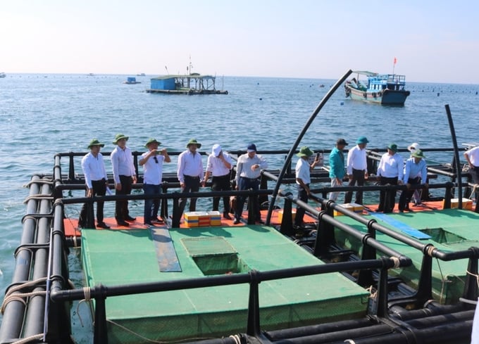 Khanh Hoa province has implemented a lobster farming model using HDPE cages. Photo: Kim So.