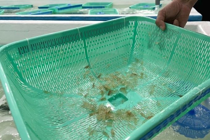 According to Mr. Quang, farmers release around 500 lobster breeding stocks in a three-square-meter pond.
