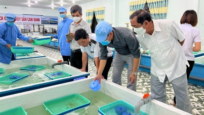 The inspection of the transportation and trade of lobster breeding stock into Vietnam must be further enhanced.