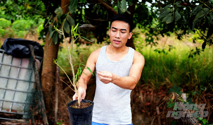 Cây trúc đào, một trong những nguyên liệu chính được Mike Trần dùng để chế thuốc trừ sâu bệnh cho rau và cây ăn quả có múi. Ảnh: Hồng Thủy.