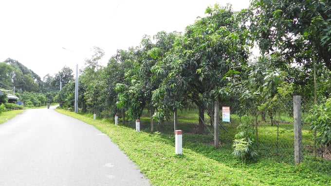 Nhờ ứng dụng hiệu quả khoa học kỹ thuật, những vườn cây ăn trái đặc sản tại Đồng Nai 'đẹp như tranh' và cho hiệu quả kinh tế cao. Ảnh: Trần Trung.