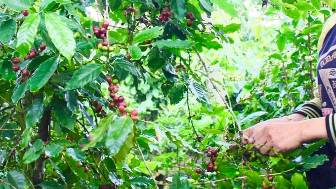 Update on the latest domestic and world coffee prices on 11/6/2023