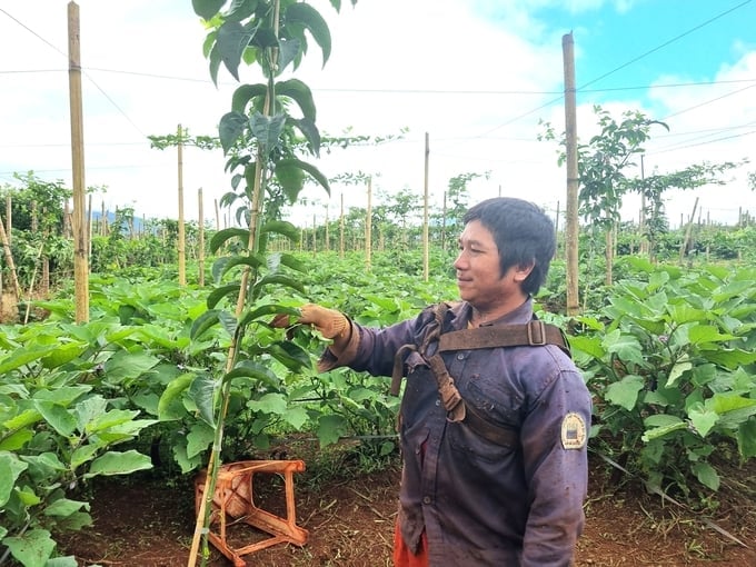 People no longer cultivate only passion fruit trees but choose intercropping. Photo: Tuan Anh.