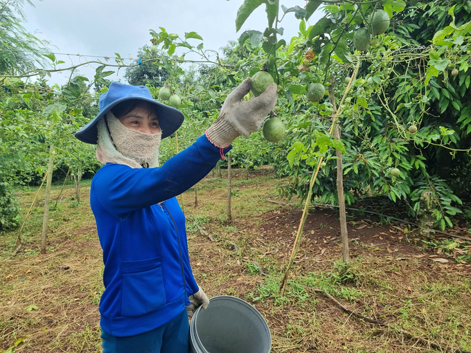 Bà Khổng Thị Là (làng Bui, xã Ia Ka, huyện Chư Păh) ngao ngán vì vườn chanh leo bị bệnh, quả teo tóp. Ảnh: Tuấn Anh.