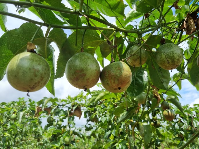 The area of passion fruit increased so rapidly that the quality of the fruit was not guaranteed. Photo: Tuan Anh.