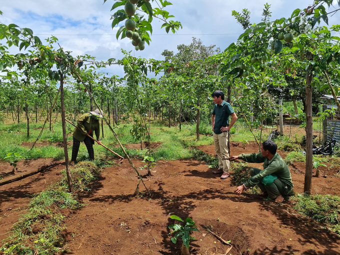 Nhiều hộ dân trồng chanh leo xen với cà phê tái canh tại huyện Ia Grai. Ảnh: Tuấn Anh.
