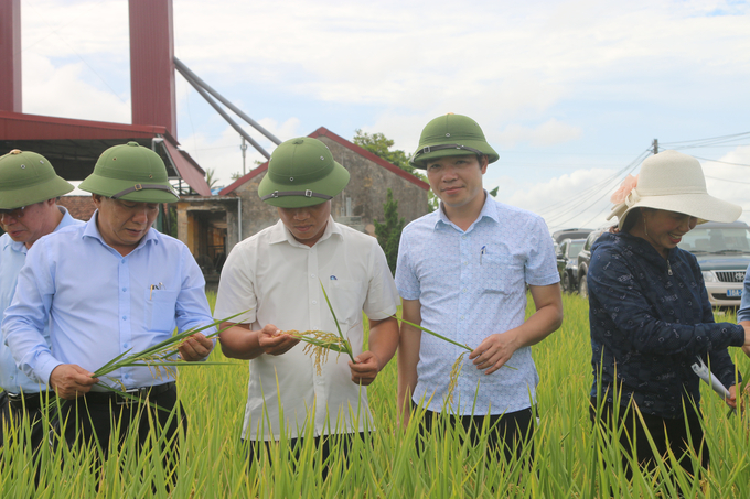 Lãnh đạo UBND TP Hải Phòng kiểm tra mô hình sản xuất lúa theo hướng hữu cơ ở huyện Tiên Lãng. Ảnh: Đinh Mười.