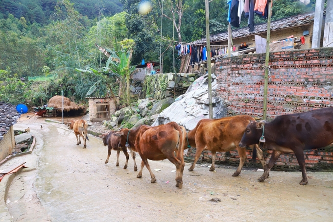 Những ngày nhiệt độ thấp, người dân cần hạn chế thả gia súc ngoài trời. Ảnh: Nguyễn Thành.