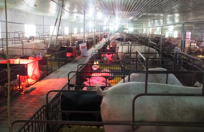 Hơn 15 năm chăn nuôi lợn trang trại, bình quân mỗi năm cơ sở của anh Nguyễn Thái Huy cung ứng hàng nghìn con giống cho người dân trên địa bàn trong và ngoài huyện Đức Thọ. Ảnh: Thanh Nga.