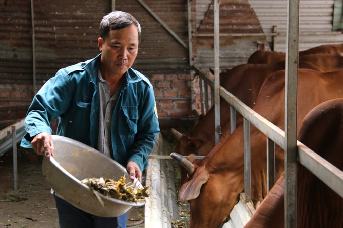 Mr. Diem's cattle exhibited excellent growth with the use of cornstalks as feed. Photo: Quang Yen.