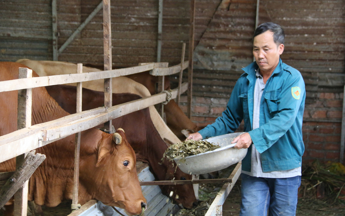 Ông Điềm tận dụng thân cây ngô của hàng xóm để ủ cho bò làm thức ăn. Ảnh: Quang Yên.