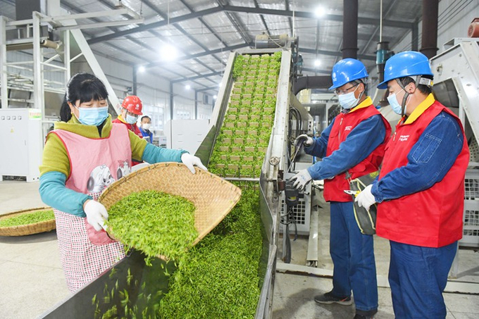 Một cơ sở sản xuất trà ở tỉnh An Huy, Trung Quốc, hồi tháng 3/2020. Ảnh: CaixingGlobal.