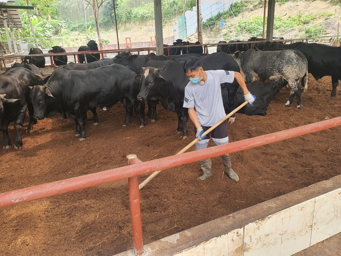 Mô hình chăn nuôi bò an toàn sinh học ở xã Vân Trục, huyện Lập Thạch, tỉnh Vĩnh Phúc. Ảnh: Hoàng Anh.