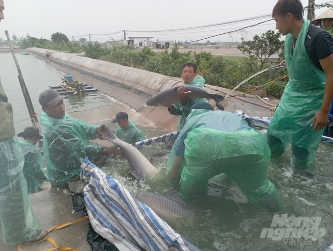 Thu hoạch cá trắm đen tại Nông trường cói Bạch Long (xã Bạch Long, huyện Giao Thủy, tỉnh Nam Định). Ảnh: Kiên Trung.
