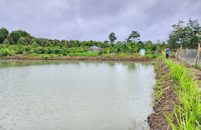 The SACCR project will renovate and build 260 new ponds in Dak Lak. Photo: Quang Yen.