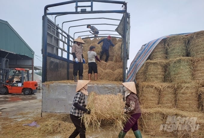 Xã viên HTX Quang Lanh (huyện Kiến Xương, Thái Bình) thu tiền triệu nhờ bán rơm cuộn sau thu hoạch lúa mùa. Ảnh: Thái Bình.