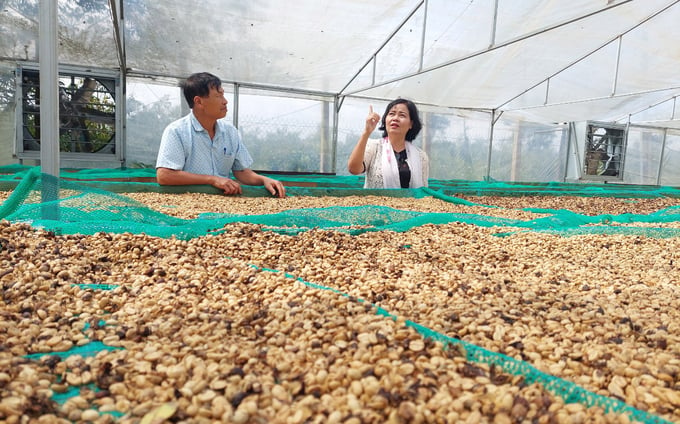 Năm nay cà phê được mùa, giá cà phê lại cao nên nông dân Krông Năng rất phấn khởi. Ảnh: Quang Yên.