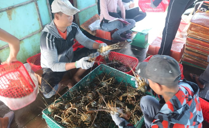Businesses and lobster farmers face many difficulties when they cannot export to China. Photo: Kim So.