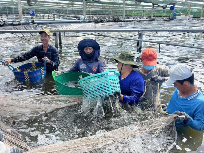 The seafood export industry in Bac Lieu province grew rapidly in the first nine months of 2023. Photo: Trong Linh.
