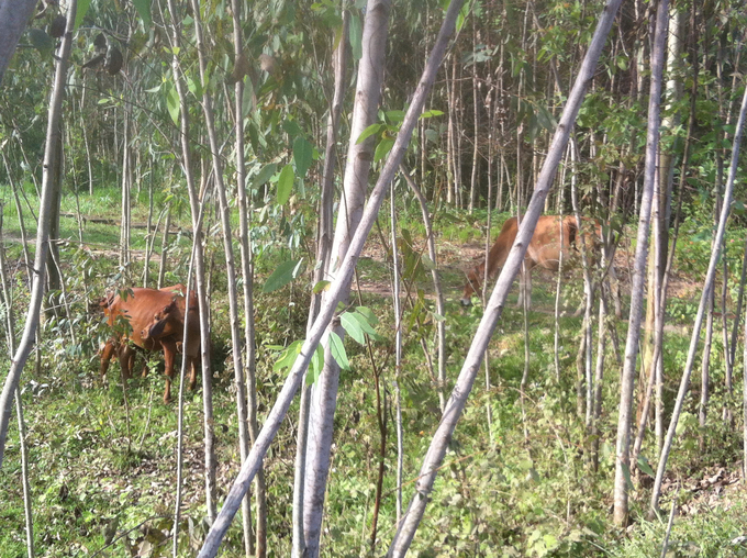 Ethnic minorities in Van Canh district raise cows freely in the forest.  Photo: V.D.T.